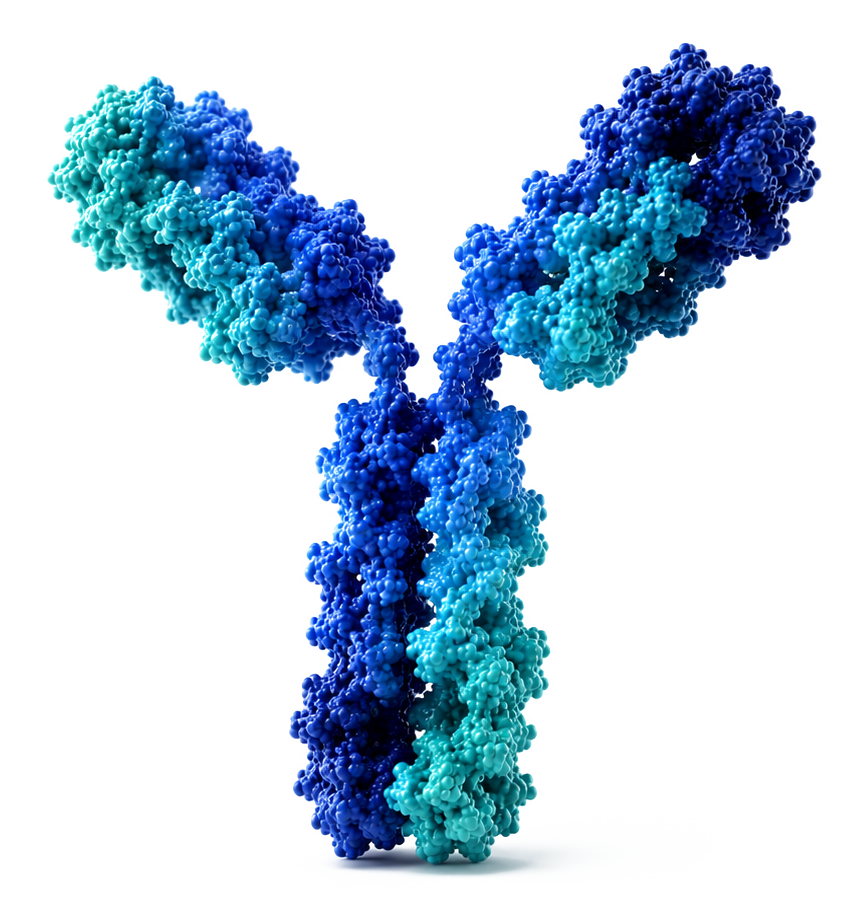 Illustration of an antibody